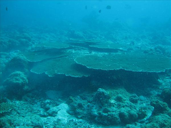 Similan Day 1 014.jpg